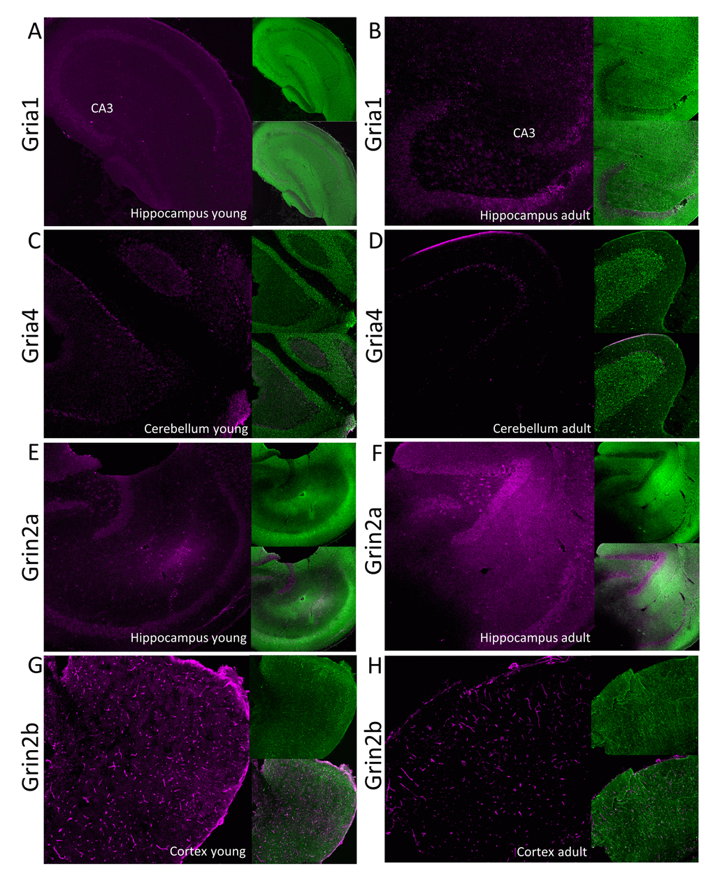Immunofluorescent localization of selected glutamate ionotropic receptors which expression is altered by aging. Panels A-D show expression of AMPA receptor subunits: Gria1 (A and B) and Gria4 (C and D) in, respectively, hippocampus and cerebellum. Panels E-H show fluorescent signal associated with NMDA receptor subunits: Grin2a (E and F) and Grin2b (G and H) in, respectively, hippocampus and cortex. Panels A, C, E and G show the receptors localization in young, while the right panels (B, D, F and H) in aged animals. In each panel, the fluorescence related to studied proteins is shown in magenta (left images), the signal associated with MAP-2 protein is green (right upper image) and the merged image is presented in the left bottom image. CA3 – Cornu Ammonis area of hippocampus containing pyramidal neurons.