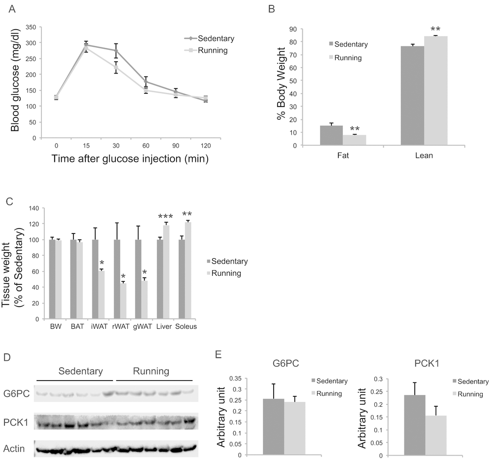 Metabolic effects of voluntary running in middle-age female mice. (A) Glucose tolerance test after 5-weeks running initiated at 10 months of age. n=11 for Running, n=7 for Sedentary mice. (B) Body composition. (C) Body and tissue weight at sacrifice after 7-week running. n=12 for Running, n=8 for Sedentary mice. (D) Western blotting of livers. (E) Quantification of western blotting. n=6 per group. * PPP