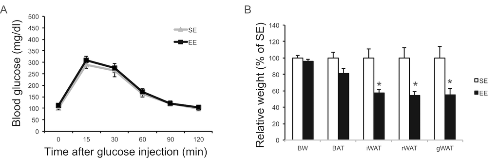 EE effects on glucose tolerance and adiposity initiated at 2-month of age. (A) Glucose tolerance test after 6-week EE. (B) Body and tissue weight at sacrifice after 6-week EE. n=10 per group. * P
