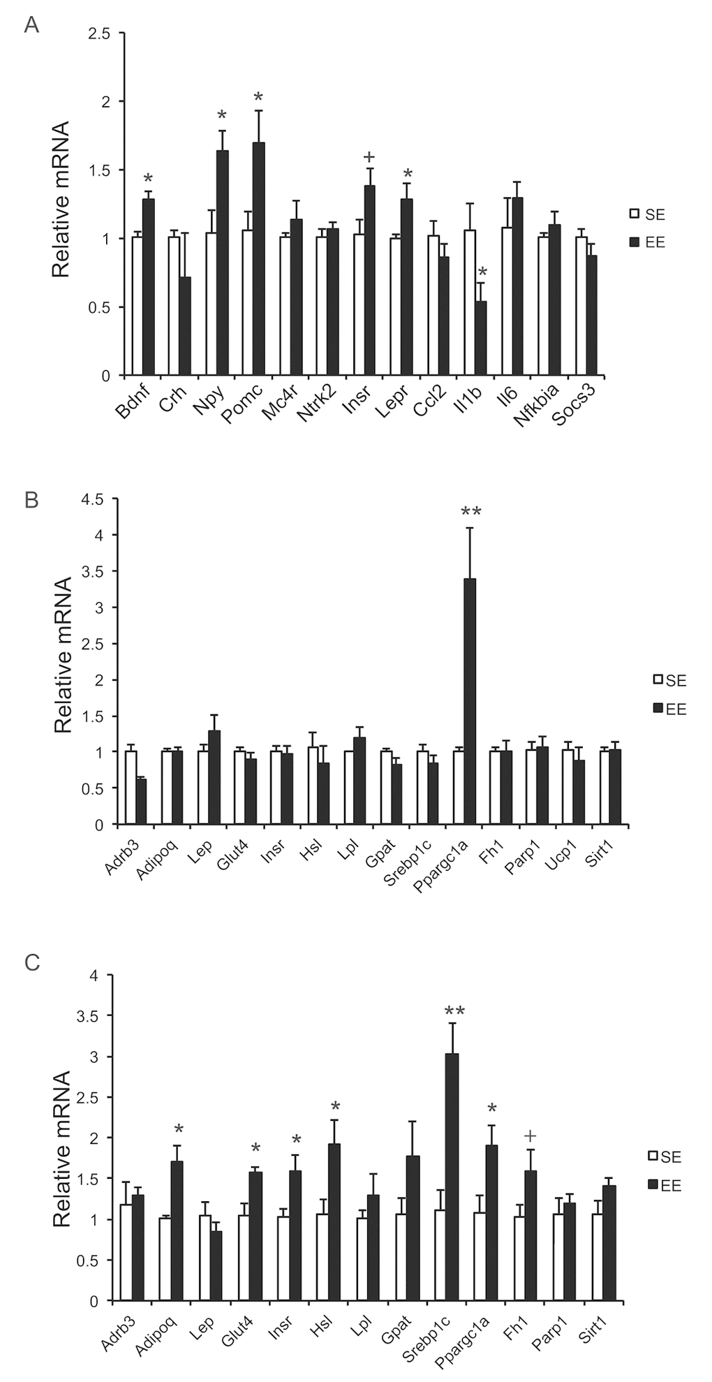 Gene expression profiles after short-term EE in 10-month old mice. (A) Hypothalamus. (B) BAT. (C) rWAT. n=5 per group. * PPP=0.06. Values are means ± SEM.