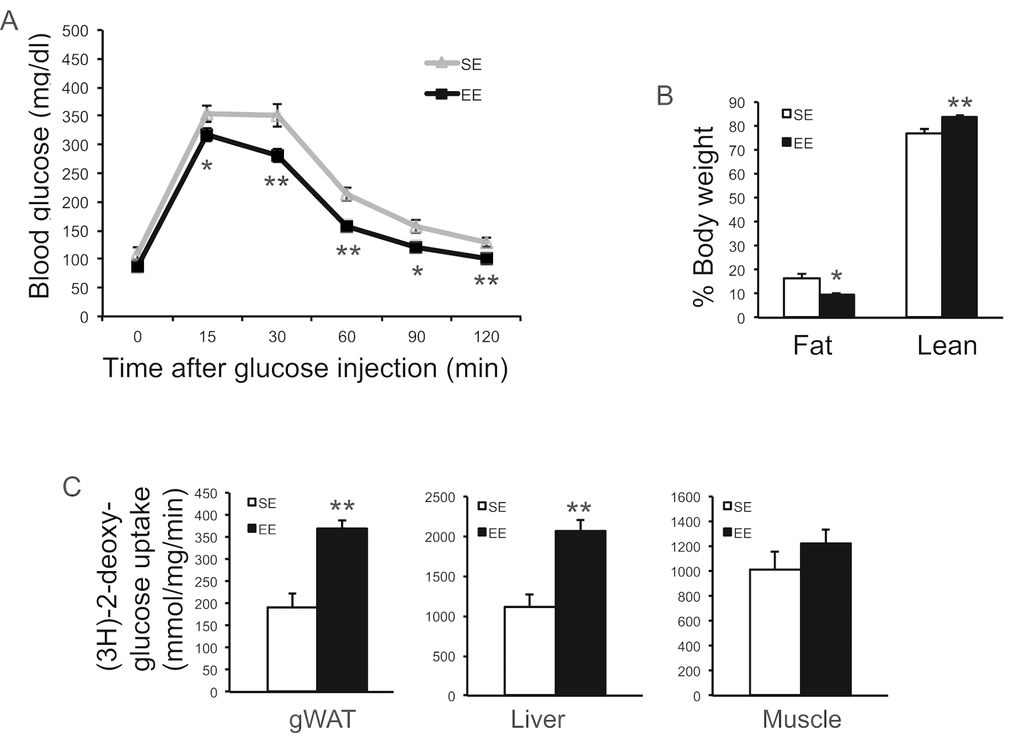 EE improved glycemic control. (A) Glucose tolerance test of a separate experiment at 8-week in EE (n=10 per group). (B) Body composition at 3-month in EE (n=5 per group). (C) Glucose uptake assay in gWAT at 12-week in EE (n=5 per group). * PP