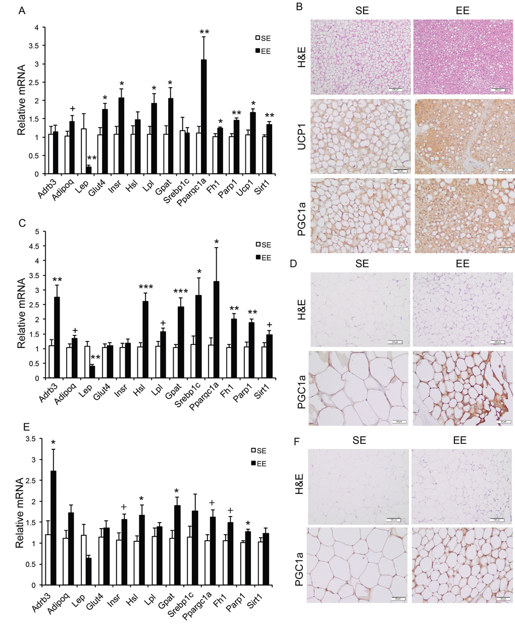 Analyses of adipose tissues at the age of 22 months after 12-month EE. Gene expression profiles of (A) BAT (n=6 per group), (C) rWAT (n=6 per group), and (E) gWAT (n=6 per group). (B) Immunohistochemistry of BAT. (D) Immunohistochemistry of rWAT. (F) Immunohistochemistry of gWAT. Scale bar, 100 µm in H&E, 50 µm in UCP1 and PGC-1α staining. * PPPP=0.06. Values are means ± SEM.
