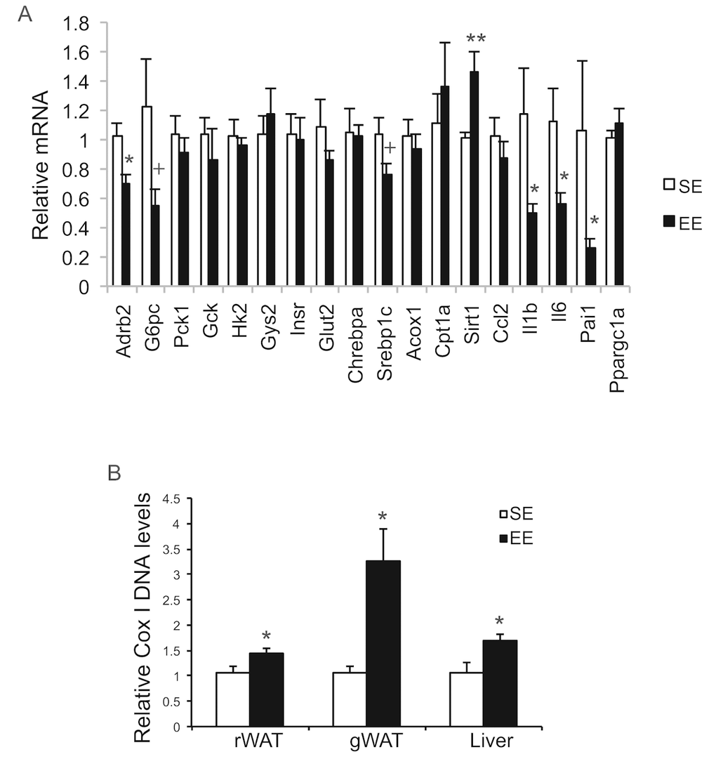 Analyses of livers at the age of 22 months after 12-month EE. (A) Gene expression profile of liver (n=6 per group). (B) Mitochondrial DNA content (rWAT: n=8 per group, gWAT: n=7 per group, liver: n=4 per group). * PPP=0.06. Values are means ± SEM.