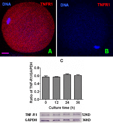 Levels of TNF-R1 in aging oocytes. Panels (A) and (B) are a merged image from laser confocal microscopy (original magnification ×400) showing localization of TNF-R1 in newly-ovulated oocytes. In the images, DNA and TNF-R1 were pseudo colored blue and red, respectively, and the bar is 10 µm. Image (B) is a negative control image showing an oocyte treated with the primary antibody against TNF-R1 omitted. Graph (C) shows levels of TNF-R1 (ratios of TNF-R1/GAPDH) by Western blot quantification in oocytes aging for different times in CZB medium. Each treatment was repeated 3 times with each replicate containing about 200 oocytes. Ratios of TNF-R1/GAPDH did not differ significantly (P>0.05) between culture times.