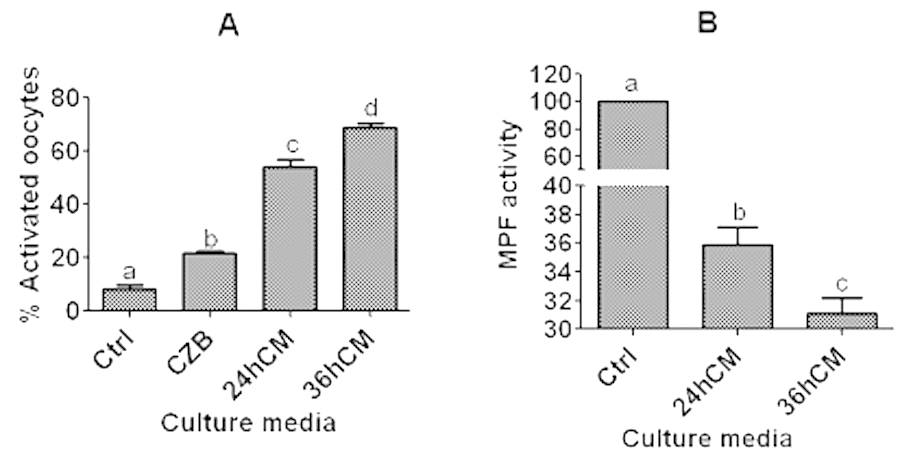 Ethanol activation rates and MPF activity after mouse DOs collected 13 h post hCG were cultured for 12 h in different media. To prepare CM, CCs were cultured in regular CZB medium for 24 (24hCM) or 36 h (36hCM) following a 24-h culture in CZB containing 200-µM H2O2. For controls (Ctrl), some newly ovulated oocytes were activated with ethanol or assayed for MPF activity immediately after recovery. For activation, each treatment was repeated 4-5 times and each replicate contained 25-30 DOs, and for MPF assay, each treatment was repeated 4-6 times with each replicate containing about 50 oocytes. a-d: Values with a different letter above bars differ significantly (P