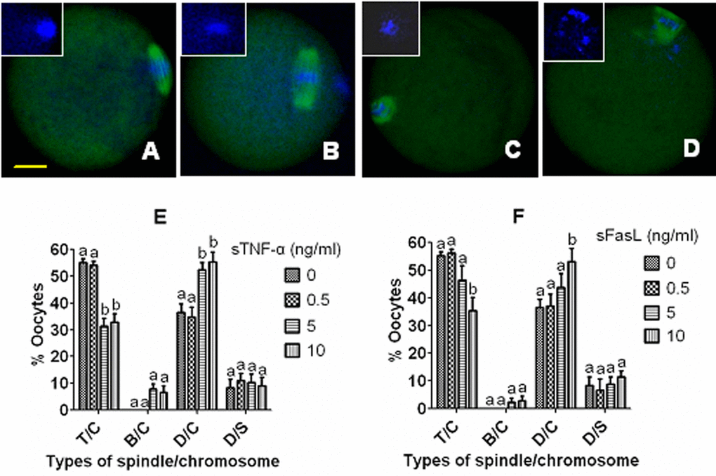 Effects of culture with different concentrations of sTNF-α or sFasL on spindle/chromosome morphology of aging mouse oocytes. Oocytes that had aged for 12 h in CZB containing different concentrations of sTNF-α or sFasL were cultured for 24 h in CZB medium before examination for morphology of spindles and chromosomes. In the confocal images, DNA and α-tubulin were pseudo-colored blue and green, respectively. Bar is 15 µm and applies to all images. Image (A) shows an oocyte with a tine-pole spindle and chromosomes congressed on the metaphase plate (T/C), image (B) shows an oocyte with a barrel-shaped spindle and congressed chromosomes (B/C), image (C) shows an oocyte with a disintegrated spindle and congressed chromosomes (D/C), and image (D) shows an oocyte with a disintegrated spindle and scattered chromosomes (D/S). Graphs (E) and (F) show percentages of oocytes with different spindle/chromosome configurations following oocytes were aged with different concentrations of sTNF-α or sFasL, respectively. Each treatment was repeated 3-4 times with each replicate containing about 20 oocytes. a,b: Values with a different letter above bars differ significantly (P