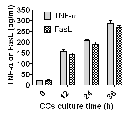 Concentrations of sTNF-α and sFasL in CM conditioned with CCs for different times. CCs recovered from newly ovulated oocytes were cultured in CZB medium containing 200-µM H2O2, and at different times of the culture, CM was recovered for ELISA measurement of sTNF-α and sFasL. One CM sample recovered was divided into two parts: one part for sTNF-α and the other part for sFasL measurement. Each treatment was repeated 3-4 times and each replicate contained 100 µl of CM from one culture well. Difference between sTNF-α and sFasL concentrations was insignificant (P>0.05) at all time points observed.