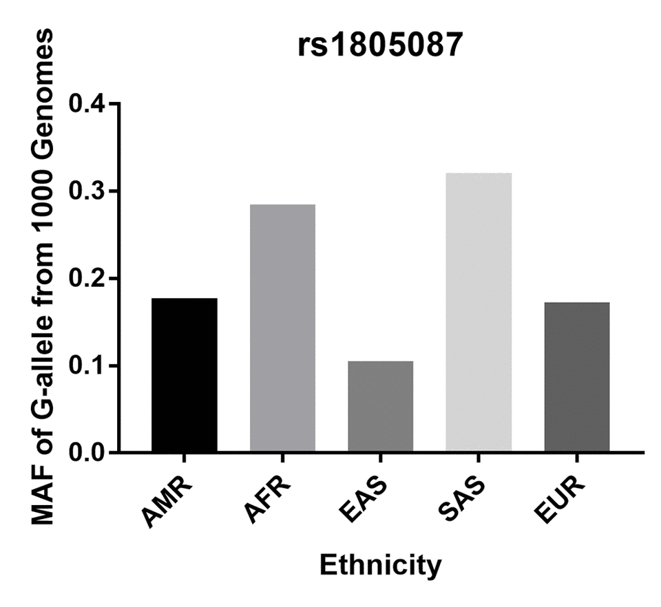 Minor allele frequencies (MAF) for MTR rs1805087 A2756G polymorphism in control stratified by ethnicity. Vertical line, minor allele frequency of G-allele from 1,000 Genomes; Horizontal line, ethnicity type; American (AMR), African (AFR), East Asian (EAS), South Asian (SAS), and European (EUR).