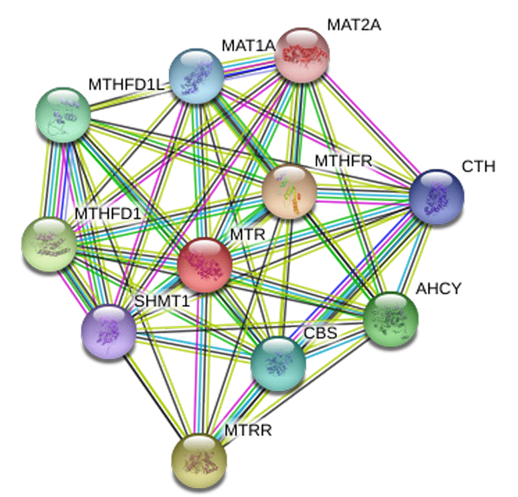 Human MTR interactions network with other genes obtained from String server. At least 10 genes have been indicated to correlate with MTR gene. CTH: Cystathionase; AHCY: adenosylhomocysteinase; MTRR: 5-methyltetrahydrofolate-homocysteine methyltransferase reductase; SHMT1: Serine hydroxymethyltransferase 1; MTHFD1: methylenetetrahydrofolate dehydrogenase 1; MTHFD1L: methylenetetrahydrofolate dehydrogenase 1-like;CBS: cystathionine beta-synthase; MAT1A: methionine adenosyltransferase I, alpha. MAT2A: methionine adenosyltransferase II, alpha; MTHFR: methylenetetrahydrofolate reductase.