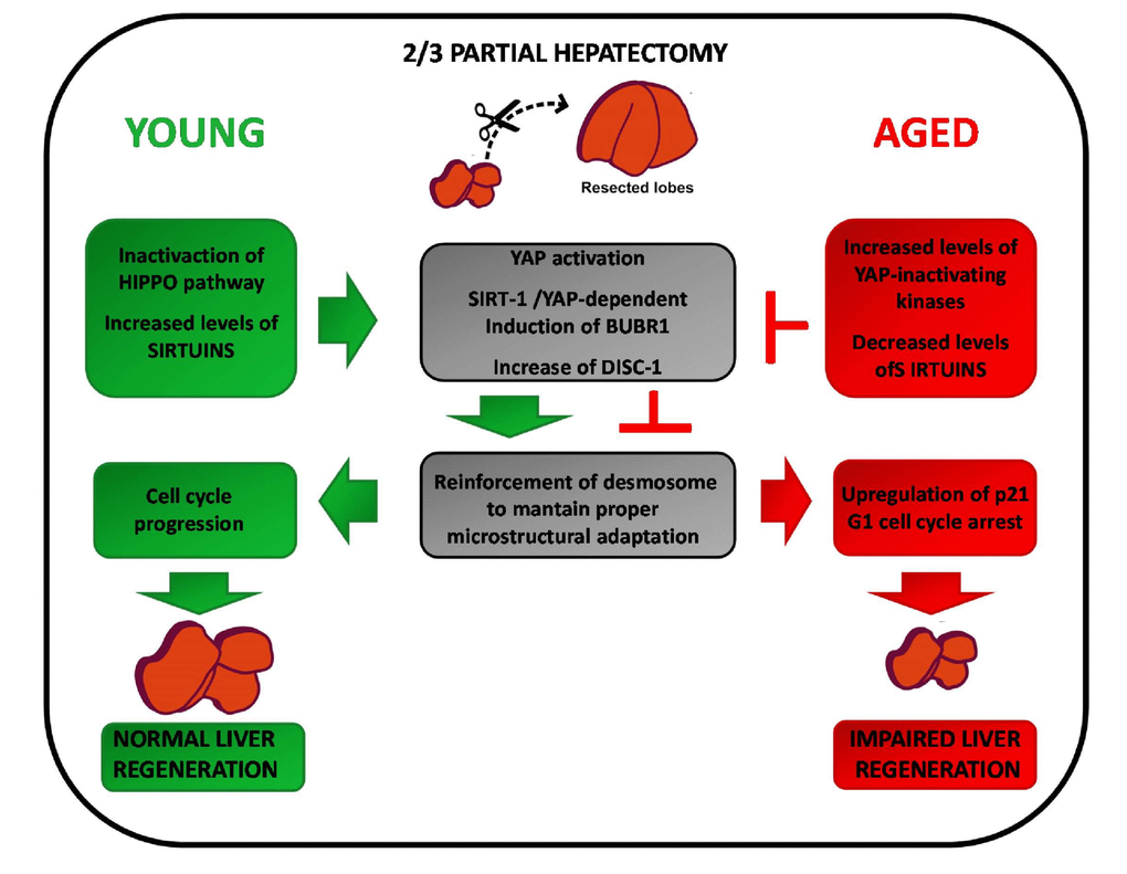 Stem cells in liver regeneration and therapy. Under physiological