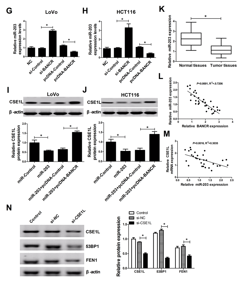 BANCR acted as a molecular sponge of miR-203 to sequester miR-203 away from CSE1L in CRC cells. (G and H) The effects of BANCR knockdown and overexpression on miR-203 expression were assessed in LoVo and HCT116 cells. (I and J) LoVo and HCT116 cells were transfected with miR-Control, miR-203, miR-203+pcDNA-Control, or miR-203+pcDNA-BANCR, followed by the measurement of CSE1L protein level. (K) miR-203 expression in 32 paired CRC tumor tissues and adjacent non-cancerous tissues. (L and M) Correlation analysis between miR-203 and BANCR or CSE1L in 32 paired CRC tumor tissues. (N) The effects of CSE1L silencing on 53BP1 and FEN1 expressions were tested in HCT116 cells. *P 