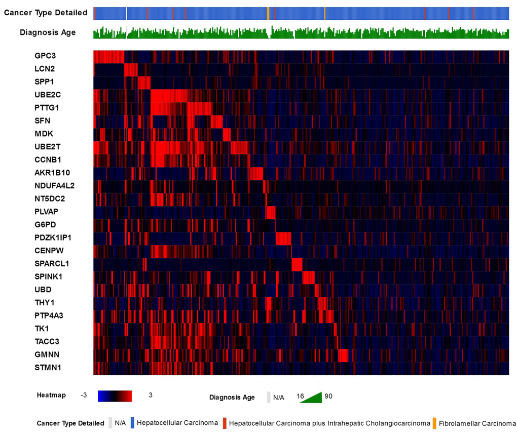 The 25 commonly over-expressed genes in HCC patients and the heat-map of their expression patterns in TCGA liver cancer patients, along with patients liver cancer type and age of diagnosis.