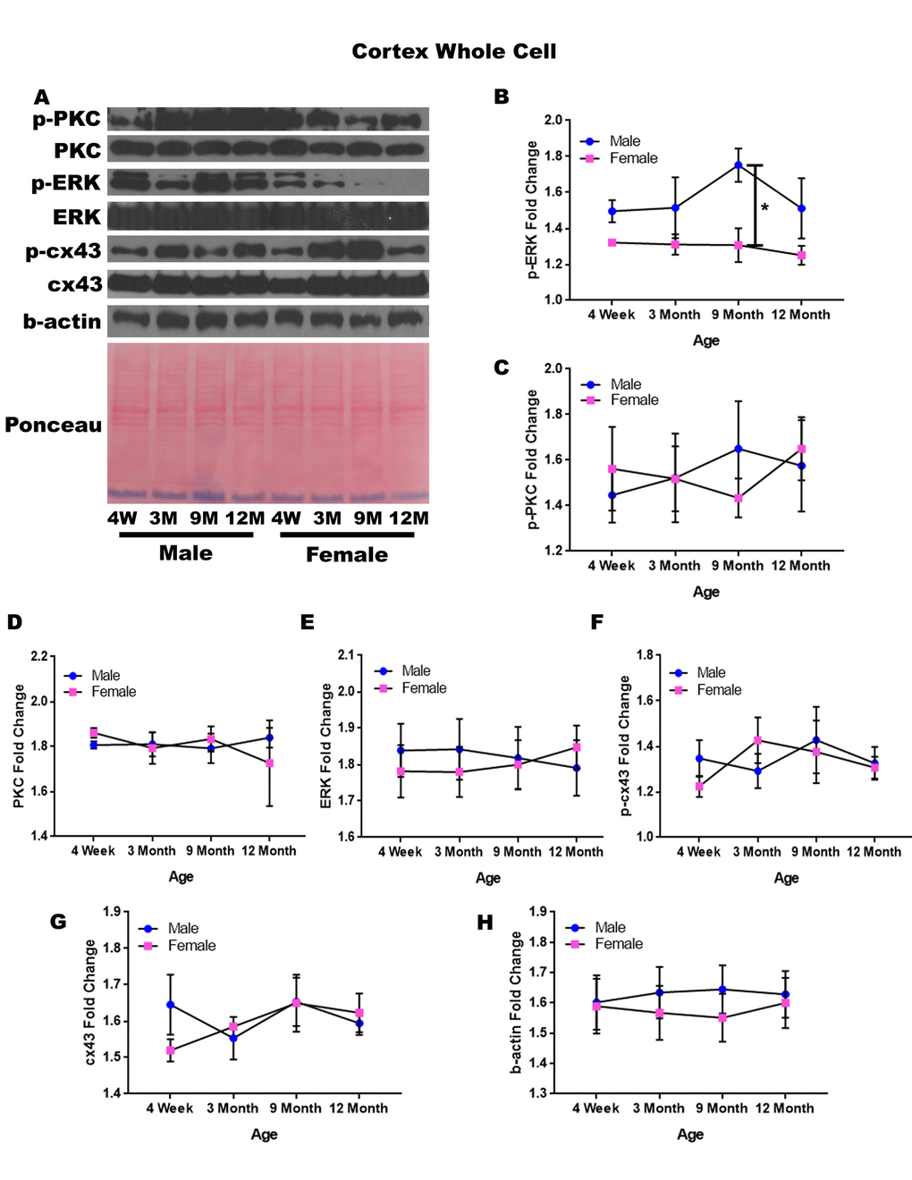 Signaling downstream of estrogen in the cerebral cortex across age and gender. Representative western blots for each protein of interest and a representative Ponceau stain as a load control (A). Graphical depiction of the fold change for p-ERK (B), p-PKC (C), ERK (D), ERK (E), p-cx43 (F), cx43 (G), beta-actin (H). Error bars = SEM. 4W = 4 weeks of age; 3M = 3 months of age; 9M = 9 months of age; 12M = 12 months of age. Pink = female; blue = male. ANOVA with Tukey posthoc, * = P