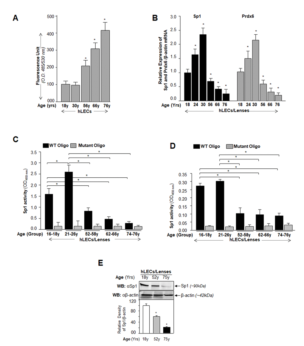 Aging human LECs/lenses showing elevated levels of ROS and progressive decline in Sp1 and Prdx6 expression connected to reduction in Sp1 activity. (A) ROS levels increased progressively in aging hLECs. Cells were cultured in 96 well plate (5000/well), and ROS were quantified using H2-DCF-DA dye assay as shown. Data represent the mean ± S.D. of two independent experiments. Younger (18y) vs aging samples; *p B) Aging hLECs displayed progressive decline in levels of Sp1 and its target gene, Prdx6 mRNA. Total RNA was isolated from human LECs/ lenses of different ages as indicated and was processed for real-time PCR analysis with specific primers. The data represent the mean ± S.D. from three independent experiments. p values were determined for younger vs aging samples. *p C) Aging/aged human lenses/LECs displayed significant loss of Sp1 activity. Nuclear extracts prepared from aging/aged hLECs/lenses were used for assay. LECs/lenses were divided into five age groups: 16-18y (n=6); 21-26y (n=6); 52-58y (n=8); 62-66y (n=8); 74-76y (n=8). Nuclear extracts containing equal amounts of protein were processed and assayed for Sp1 activity using a commercially available kit (Active motif) as described in Materials and Methods. The data represent the mean ± S.D. from three independent experiments. p values were determined for younger vs aging samples. *p D) Nuclear extracts containing equal amounts of proteins were processed for Sandwich ELISA to measure the total Sp1 protein. Total Sp1 proteins were equalized with the O.D. of Sandwich ELISA and processed for Sp1 transactivation assay using a commercially available kit (Active motif) as ascribed in Materials and Methods. P value were determined for younger vs aging samples. *p E) Aging hLECs showing significant loss of Sp1 protein. Cellular proteins were isolated from hLECs and human lenses of different ages as described in Materials and Methods section, and as indicated. An equal amount of protein was loaded onto SDS-PAGE, and immunoblotted using Sp1 antibody. Upper panel; expression levels of Sp1, Lower panel; membrane probed with β-actin antibody as loading/internal control. Each band of blot was quantified using densitometer shown below. Images are representatives from three independent experiments. P value were determined for younger vs aging samples. *p 