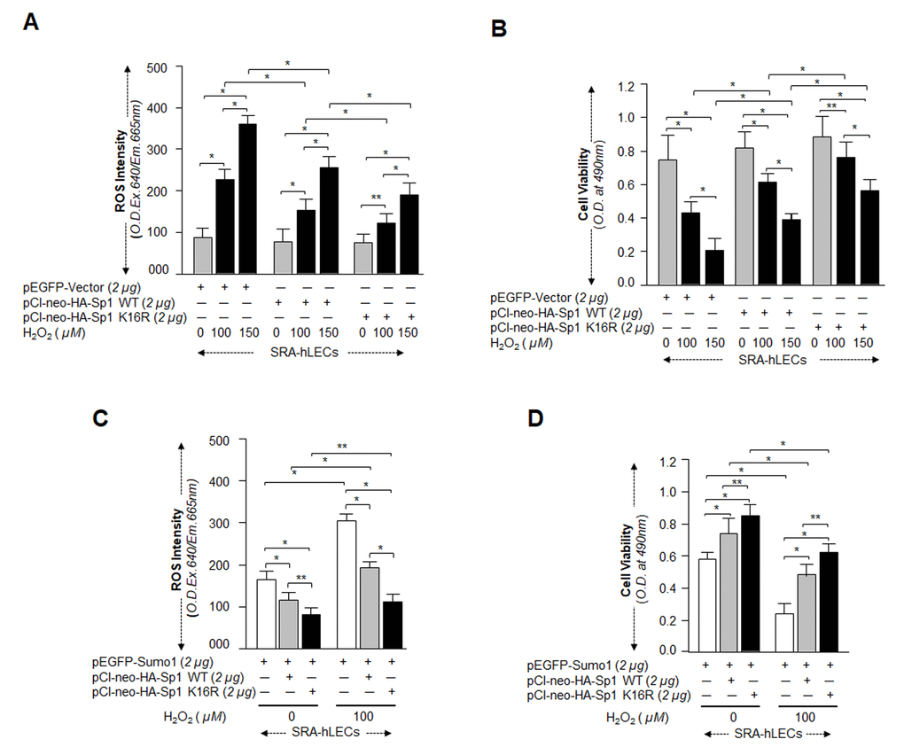 Sp1K16R mutated at Sumo1 binding site provided enhanced cytoprotection against oxidative stress. (A and B) SRA-hLECs were transfected with either pEGFP-Vector, pCl-neo-HA-Sp1, or pCl-neo-HA-Sp1K16R and then exposed to different concentrations of H2O2 as indicated. After 8h of H2O2 exposure, ROS intensity was quantified with CellROX deep red reagent (A). 24h later viability of cells was analyzed by MTS assay (B) as shown. Histogram values represent mean ± SD of three independent experiments. 0 vs 100 vs 150µM H2O2 and pEGFP-Vector vs pCl-neo-HA-Sp1 WT vs pCl-neo-HA-Sp1K16R (**ppC and D) SRA-hLECs were transfected with pEGFP-Sumo1 along with either pCMV-Vector (open bars), pCl-neo-HA-Sp1 (gray bars), or pCl-neo-HA-Sp1K16R (black bars), and then exposed to oxidative stress. ROS intensity (C) and cell viability (D) are presented as histograms. Values represent mean ± SD of three independent experiments. 0 vs 100µM H2O2 and pEGFP-Sumo1 vs pEGFP-Sumo1 plus pCl-neo-HA-Sp1 WT vs pEGFP-Sumo1 plus pCl-neo-HA-Sp1K16R (**pp