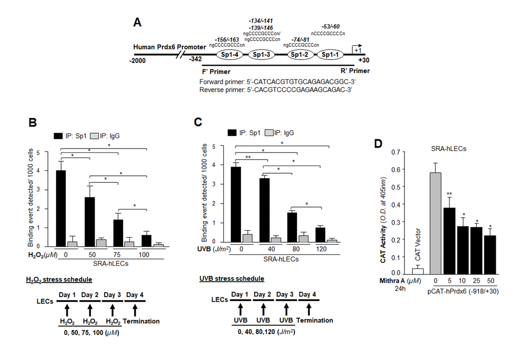 Sumoylation-deficient Prdx6 repairs aberrant Sumoylation-mediated 