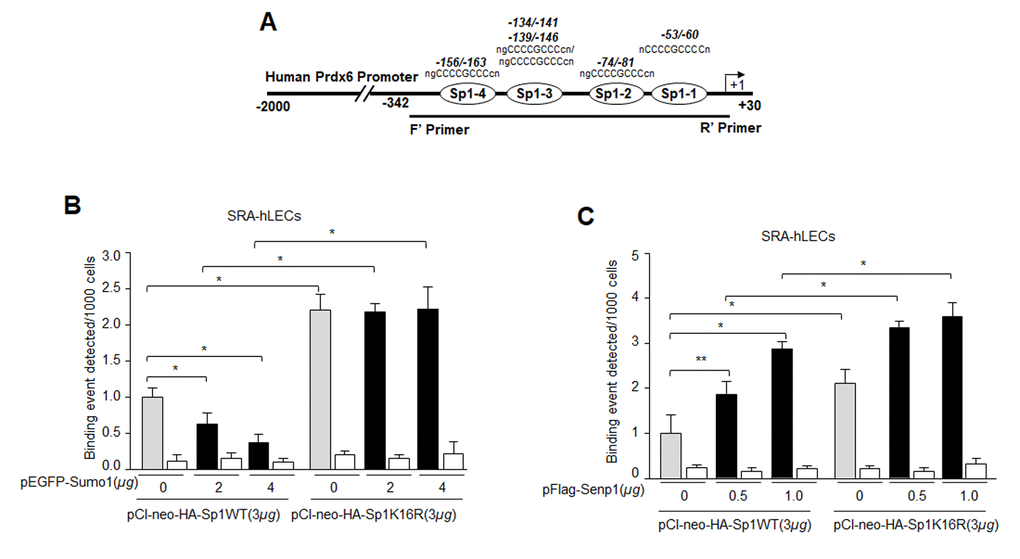 Mutagenesis and in vivo DNA binding assay revealed increased binding of Sumoylation-deficient Sp1K16R to Sp1 site in Prdx6 promoter by skipping aberrant Sumoylation effect. (A) Schematic representation of the regulatory region of proximal promoter of Prdx6 gene containing GC-box (Sp1 binding sites) showing primer location used in ChIP assay. (B) Sumo1 failed to affect Sp1-DNA binding activity in Sumoylation-deficient Sp1K16R transfected LECs. SRA-hLECs were transfected with either pCl-neo-HA-Sp1 or its mutant pCl-neo-HA-Sp1K16R alone or cotransfected with different concentrations of pEGFP-Sumo1. ChIP experiment was carried out as described in Materials and Methods. Chromatin samples prepared from LECs cotransfected with pEGFP-Sumo1 with either pCl-neo-HA-Sp1 or its mutant pCl-neo-HA-Sp1K16R were subjected to ChIP assay with a ChIP grade antibody, anti-HA (gray and black bars) and control IgG (open bars). The DNA fragments were used as templates for RT-qPCR by using primers designed to amplify −342 to +30 region of the Prdx6 gene promoter bearing Sp1 binding sites as shown. Histogram shows the amplified DNA through real-time qPCR analysis. 0 µg vs 2 µg and 4µg pEGFP-Sumo1, pCl-neo-HA-Sp1 WT vs pCl-neo-HA-Sp1K16R (*p C) Senp1 overexpression showed increased Sp1 DNA binding of Sp1WT and comparable to Sumoylation deficient Sp1K16R. SRA-hLECs were cotransfected with pFlag-Senp1 with either pCl-neo-HA-Sp1 or mutant pCl-neo-HA-Sp1K16R as indicated. ChIP assay was conducted as described above using anti-HA antibody. Histograms represent the concentration dependence of Senp1-induced enrichment of Sp1 at its binding sites in Prdx6 gene promoter. 0 µg vs 0.5 µg and 1µg pFlag-Senp1, pCl-neo-HA-Sp1 WT vs pCl-neo-HA-Sp1K16R (**pp 