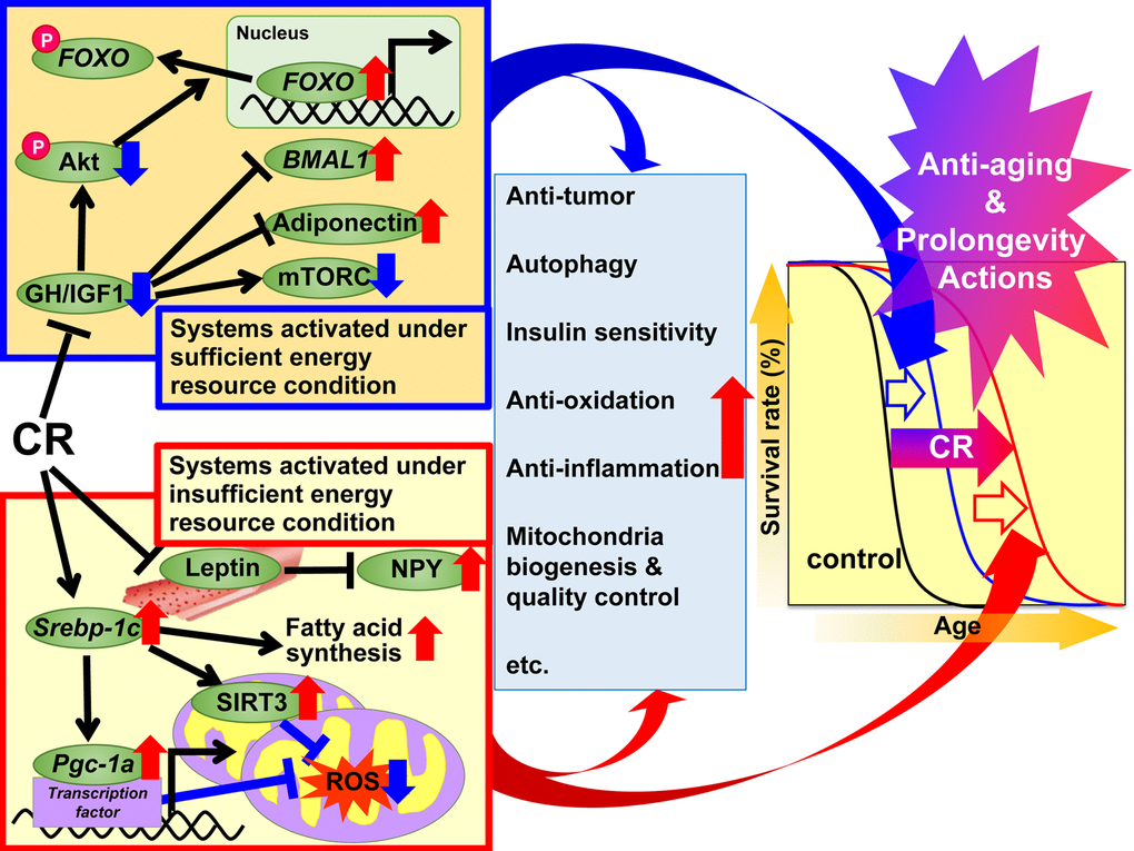 Proposed mechanisms of the anti-aging and prolongevity actions of caloric restriction (CR) based on the adaptive response hypothesis. On the basis of the adaptive response hypothesis of CR, we propose that the regulatory mechanisms of CR are classified into two systems, which additively extend lifespan. The first system is activated under sufficient energy resource conditions, when there is grace for free use of energy, and animals grow well, reproduce more, and store excess energy as triglyceride (TG) in white adipose tissue (WAT) for later use, but not to such an extent that they become obese. This system involves growth hormone (GH)/insulin-like growth factor 1 (IGF1), Akt, forkhead box O (FOXO), mechanistic target of rapamycin complex (mTORC), adiponectin and brain and muscle aryl like protein 1 (BMAL1) signaling. In CR animals, these signals act to suppress anabolic reactions. The second system is activated under insufficient energy resource conditions, when there is no grace for free use of energy, and animals suppress growth and reproduction and shift energy use from growth and reproduction to maintenance of biological function, but not to such an extent that they become severely starved. This system involves sterol regulatory element-binding protein 1c (SREBP-1c), sirtuin (SIRT), peroxisome proliferator-activated receptor gamma coactivator-1α (PGC-1α), mitochondrial reactive oxygen species (ROS), leptin and neuropeptide Y (NPY) signaling. In CR animals, these signals act to use energy effectively. Moreover, various signals and/or factors might contribute to CR-associated beneficial actions including anti-oxidative, anti-inflammatory, anti-tumor and other CR actions to a different extent in each tissue or organ, and thereby lead to anti-aging and prolongevity.