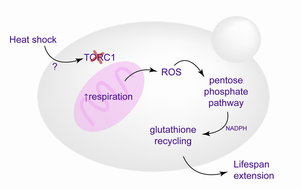 Schematic representation of the proposed mechanisms culminating in the replicative lifespan extension. Enhanced respiration, triggered by TORC1 inactivation, leads to increased superoxide production, which causes activation of antioxidant defenses and redox homeostasis maintenance (glutathione recycling), essential for heat-induced longevity.