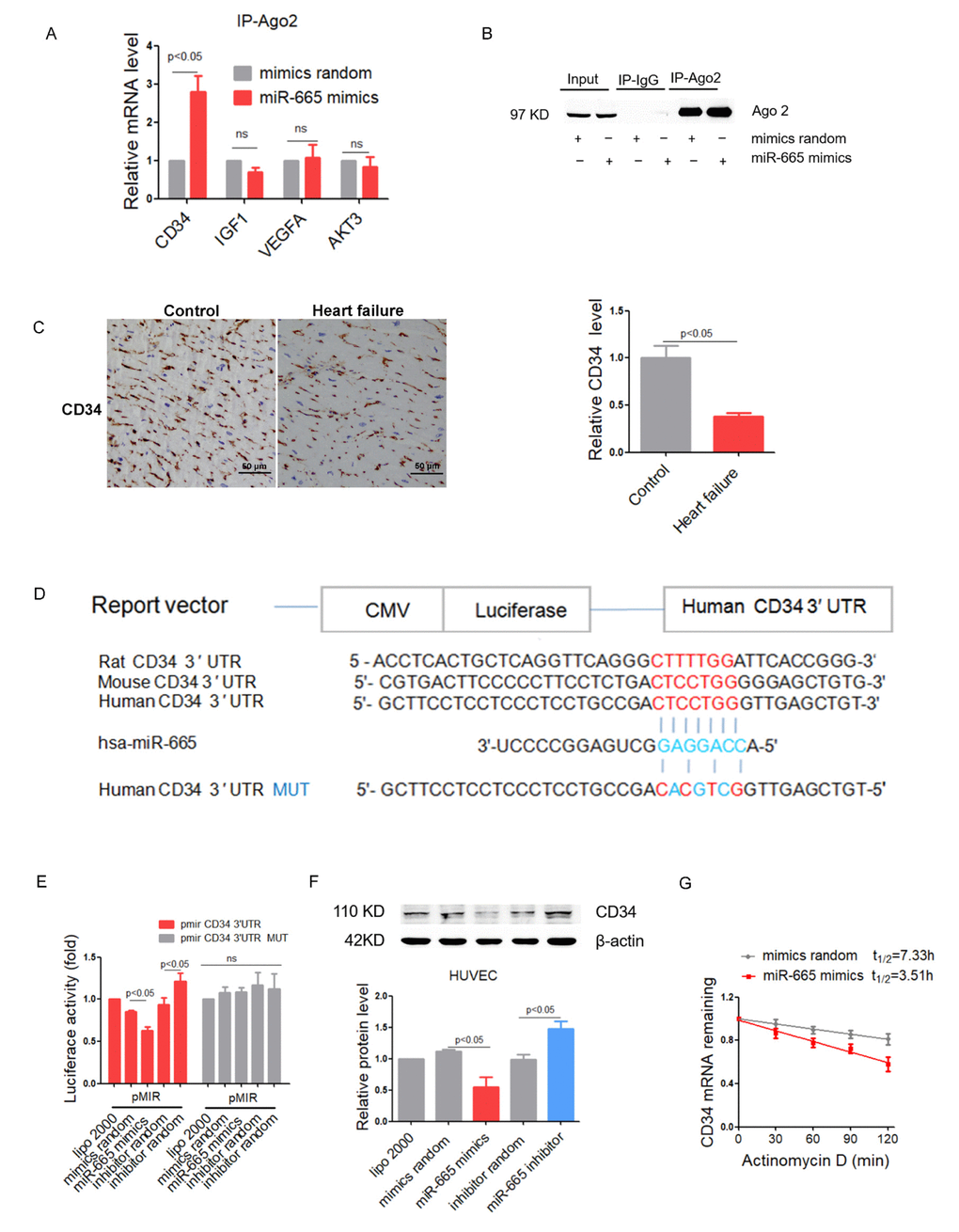 MiR-665 directly targets CD34 by interaction with the 3′ UTR. (A) Real-Time PCR analysis of mRNA in association with Ago2 in HUVEC cells. Results from control were set to 1 (n=4). (B) Ago2 protein levels in co-immunoprecipitated products measured by Western blotting. (C) Representative immunohistochemical staining of CD34 in human heart (control, n = 2; heart failure [HF], n = 5). (D) Schematic representation of predicted target sites of miR-665 in the 3’ UTR of CD34. (E) Regulation of miR-665 on 3’ UTR of CD34 in HEK293 cell by luciferase reporter assay (n=4). (F) CD34 protein levels in treated HUVEC cells detected by Western blotting (n=4). (G) Stability curves of CD34 mRNA in treated HUVEC cells (n=3). Data are expressed as mean ± SEM.