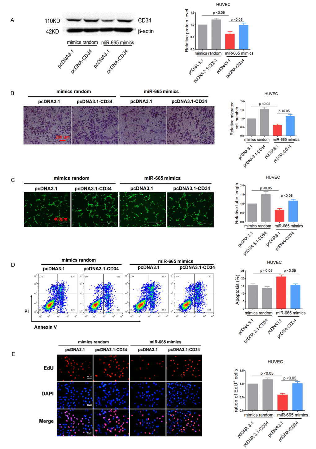 Re-expression of CD34 reverses miR-665 induced endothelium dysfunction in vitro. (A) CD34 protein levels in treated HUVEC cells detected by Western blotting (n=4). (B) Migration evaluated by transwell experiment in HUVEC cells (n=3). (C)Tube formation determined on Matrigel in HUVEC cells (n=4). (D)Apoptosis measured by Annexin V/PI flow cytometric analysis in HUVEC cells (n=4). (E) Proliferation detected by EdU incorporation assays in HUVEC cells (n=4). Data are expressed as mean ± SEM.