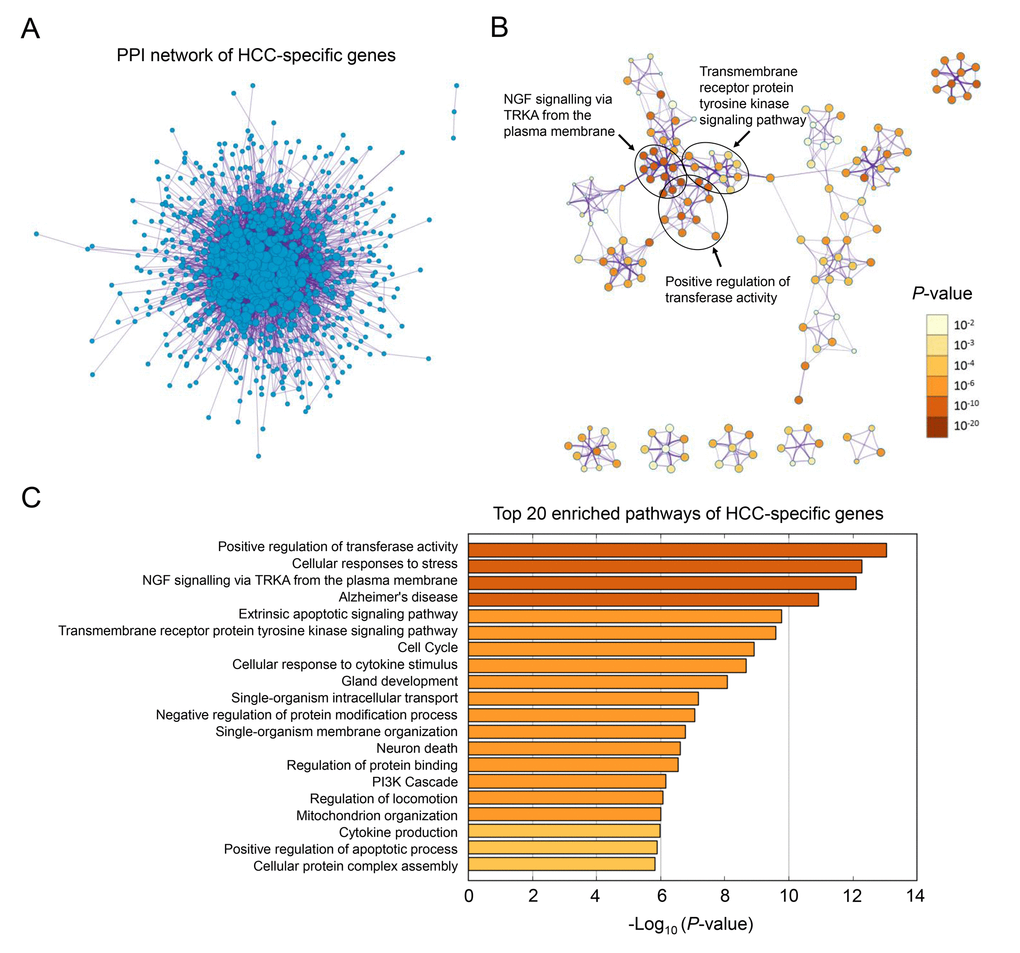 Gene ontology analysis of HCC-specific genes. (A) The PPI network of all the HCC-specific genes illustrated in Cytoscape. Each node represented a protein translated by an HCC-specific gene. (B) Network of 20 top-score modules (clusters) visualized in Cytoscape. Each cluster was made up of 10 best enriched GO terms within the threshold of Kappa-statistical similarity (0.3). Each node represented one enriched term and was colored by P value. In the figure, 3 representative pathways and the clusters they belonged to were marked. (C) The bar chart of 20 most enriched terms of HCC-specific genes arranged by -Log10P value.