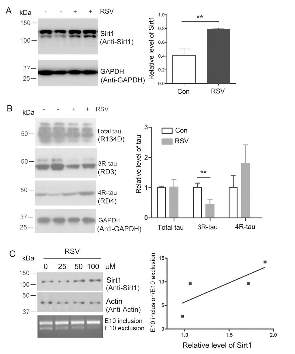 Resveratrol enhances Sirt1 expression and suppresses 4R-tau expression. (A, B) 5-month old Htau mice were treated with resveratrol for 7 months. The levels of 3R-tau, 4R-tau and total tau in the brains were analyzed by western blot developed with anti-Sirt1 (A) and anti-3R-tau and anti-4R-tau (B). The data are presented as mean ± S.D. (n=3-5) and analyzed by student t-test. **, pC) pCI/SI9-SI10 was transfected into HEK-293T cells and then the cells were treated with 0, 25, 50 and 100 μM of resveratrol for 48 h. Total RNA was extracted and alternative splicing of tau exon 10 was analyzed by RT-PCR. Ratio of exon 10 inclusion/exon 10 exclusion was plotted against the resveratrol concentration.