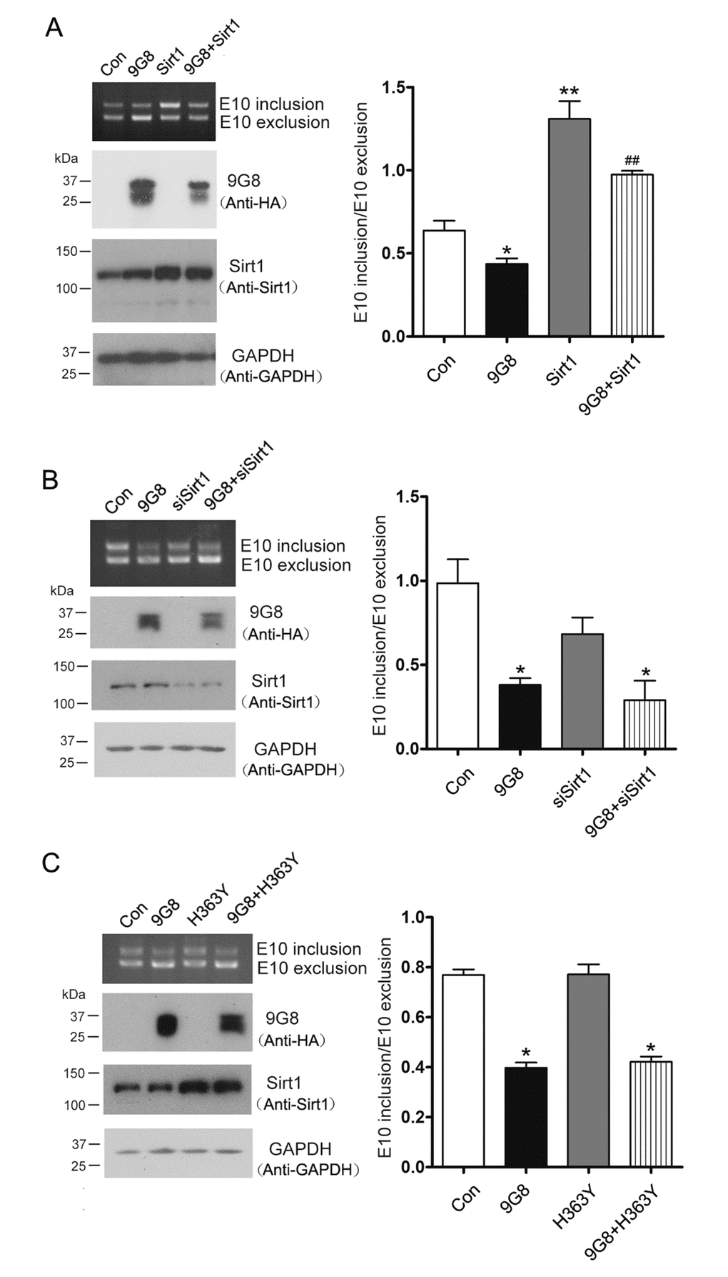Sirt1 inhibits 9G8-enhanced 3R-tau expression. (A) 9G8 or Sirt1 was overexpressed individually or together into HEK-293T cells transfected with mini-tau gene pCI/SI9-SI10 for 48 h. The splicing products of tau exon 10 were analyzed by RT-PCR. (B) Mini-tau gene was co-transfected into HEK-293T cells with siRNA of Sirt1 only or together with 9G8, and then splicing products were analyzed by RT-PCR 48 h after transfection. (C) pcDNA3.1/SIRT1 or pcDNA/3.1H363Y was transfected only or together with 9G8 into HEK-293T cells. Splicing products were analyzed by RT-PCR after 48 h transfection. The ratios of tau exon 10 inclusion to exclusion are presented as mean ± S.D. and analyzed with two-way ANOVA. *, p ## p 