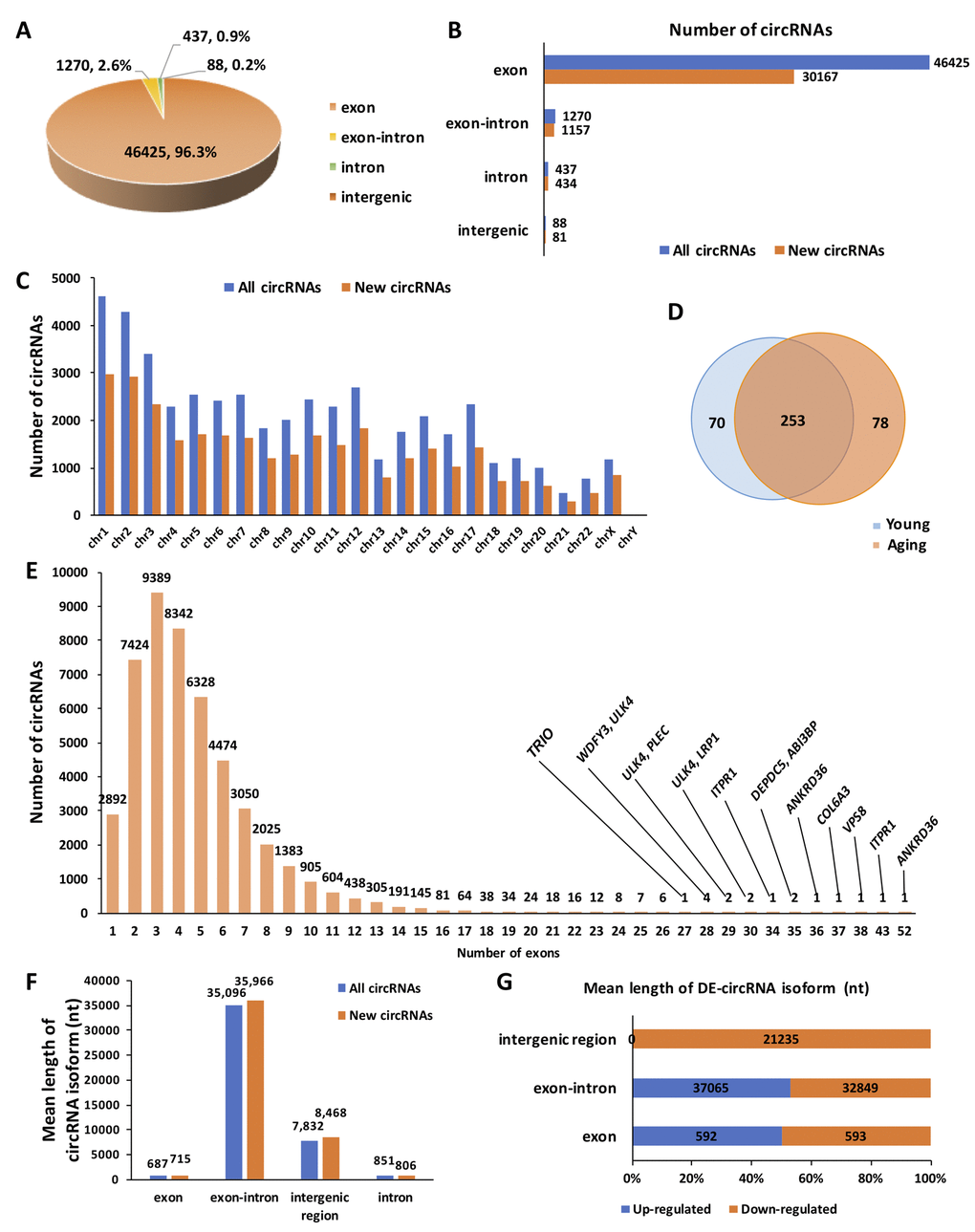 Overview of circRNA expression in human ovarian tissues. (A) The proportion of different types of circRNAs among all predicted circRNAs. (B) The proportion of newly discovered circRNAs among different types of circRNAs. (C) The distribution of newly discovered circRNAs in the human genome. (D) Differentially expressed (DE) circRNAs between young and aging human ovarian tissues. (E) The distribution of exons among all predicted circRNAs. (F) The mean length of circRNA isoforms among all predicted and newly discovered circRNAs. (G). The mean length of DE-circRNA isoforms.