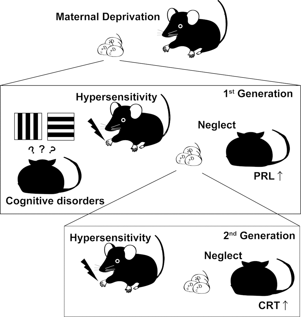 early-life-stress-and-life-aging