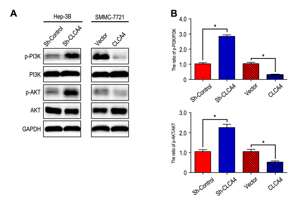 CLCA4 inhibits HCC cell migration, invasion and EMT through suppressing PI3K/AKT signaling pathway. (A) The levels of phosphorylated PI3K, total PI3K, phosphorylated AKT and total AKT were detected in HCC cell lines by western blot analysis. Increased expression of phosphorylated PI3K and phosphorylated AKT in CLCA4-silenced cells compared with the control cells. An opposite expression pattern of these genes was observed in CLCA4-transfected cells. Quantification of p-PI3K/PI3K and p-AKT/AKT was showed in (B).
