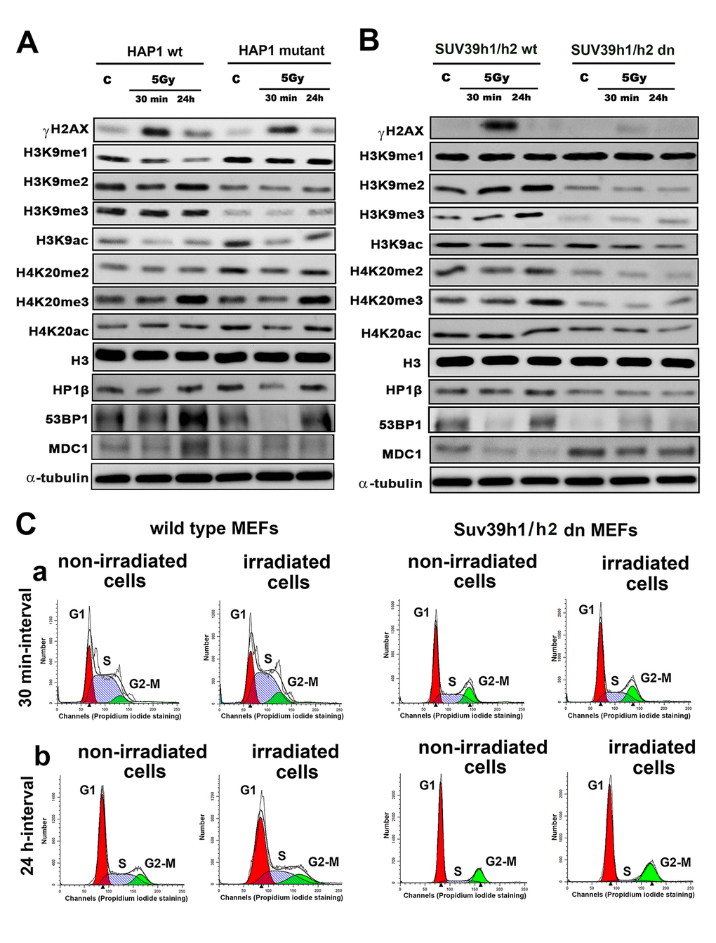 Histone signature in non-irradiated and irradiated cells without and with mutation or deletion in Suv39h1/h2 histone methyltransferases. Western blot analysis of γH2AX, H3K9me1, H3K9me2, H3K9me3, H3K9ac, H4K20me2, H4K20me3 and H4K20 acetylation. The levels of modified histones were normalized to that of total H3 histones. As DNA damage markers, 53BP1, MDC1 proteins, and the HP1β protein were studied and normalized to the level of α-tubulin. Protein levels were studied in (A) HAP1 wt and HAP1 cells with the mutation in the SUV39H1 gene and (B) in wt MEFs and Suv39h1/h2-deficient fibroblasts (MEFs). Non-irradiated cells and cells irradiated by 5 Gy of γ-rays (harvested 30 min and 24 hours after irradiation) were analyzed. (C) Cell cycle profiles were studied by flow cytometry in non-irradiated and γ-irradiated wt MEFs and non-irradiated and γ-irradiated Suv39h1/h2 dn mouse embryonic fibroblasts. Panel (a) shows a 30-min interval, and panel (b) shows a 24-h interval when the cells were harvested after irradiation (and related control samples). Using Mod-Fit software, the percentage of cells in G1 (red peak), S (dash blue peak) and G2-M (green peak) cell cycle phases was calculated. The average cell cycle profile is shown for individual samples, and experiments were performed in 3 biological replicates.