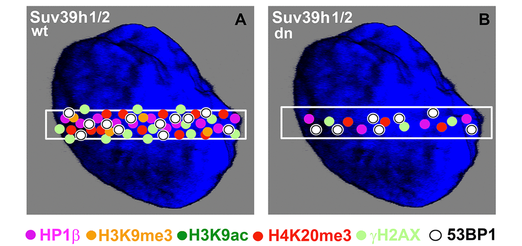 Schematic illustration of protein levels in DNA lesions in wild-type and Suv39h1/h2 dn mouse embryonic fibroblasts. Colored dots illustrate the levels of selected proteins at UVA-irradiated chromatin. The illustration demonstrates the appearance of the following proteins at DNA lesions: HP1β (pink circles), H3K9me3 (orange circles), H3K9ac (dark green circles), H4K20me3 (red circles), γH2AX (pale green circles), and 53BP1 (white circles). The selected micro-irradiated ROI is shown by a white rectangle. The figure represents an illustration of our results.