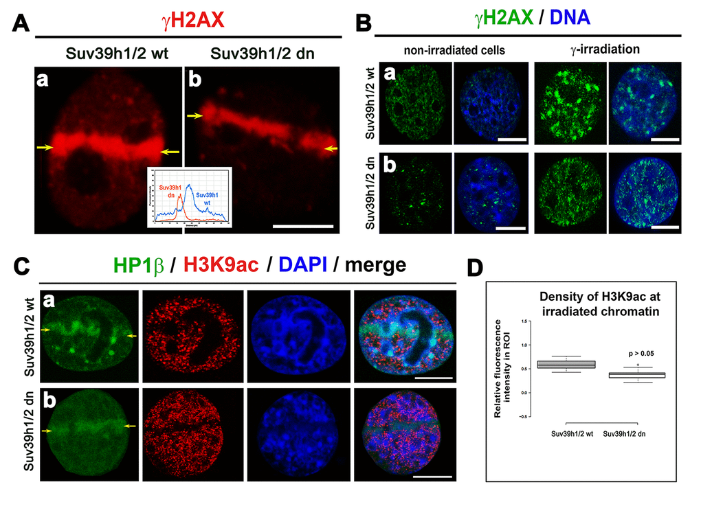 The level of γH2AX in irradiated chromatin. Recruitment of HP1β protein at γH2AX-positive DNA lesions and H3K9 deacetylation in UV-damaged chromatin. (A) Analysis of the level of γH2AX (red) in (a) Suv39h1/h2 wt and (b) Suv39h1/h2-deficient fibroblasts (MEFs). The appearance of γH2AX (red) was studied in micro-irradiated ROIs (see yellow arrows) induced by UVA laser (355 mm). (B) Levels of γH2AX (green) in non-irradiated and γ-irradiated (a) Suv39h1/h2 wt and (b) Suv39h1/h2 dn MEFs. Whole cell populations were irradiated by γ-rays. DAPI (blue) was used as a counterstain. Scale bars represent 10 µm. (C) Accumulation of HP1β (green) and the level of H3K9 deacetylation (red) in locally micro-irradiated (a) Suv39h1/h2 wt and (b) Suv39h1/h2 dn MEFs. DAPI was used as a counterstain of a whole nuclear volume. (D) Quantification of H3K9ac (red) in micro-irradiated chromatin showed an identical decrease of H3K9ac in micro-irradiated regions of interest (ROIs shown by yellow arrows in panels (Ca, b). Studies were performed in locally micro-irradiated Suv39h1/h2 wt and Suv39h1/h2 dn MEFs. Scale bars are 10 µm.