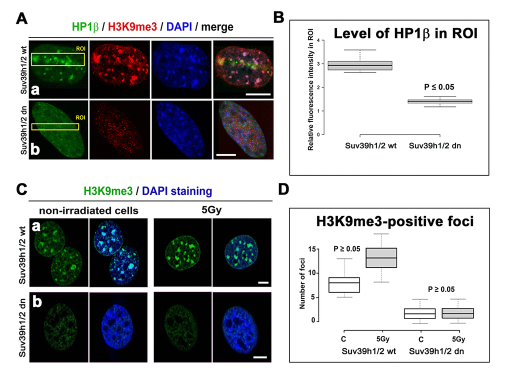 Accumulation of HP1β and H3K9 tri-methylation (red) in locally micro-irradiated genomic region of Suv39h1/h2 wt and Suv39h1/h2 dn MEFs. (Aa) The fluorescence of GFP-tagged HP1β (green) was decreased in regions of interest (ROIs are shown by yellow rectangles) in Suv39h1/h2 dn cells compared with the wt counterpart. The level of H3K9me3 was high in the chromocenters of locally micro-irradiated wt cells. H3K9me3 was very low in Suv39h1/h2 dn cells. (Ab) A decrease in GFP-tagged HP1β in irradiated ROI of Suv39h1/h2 dn cells. (B) Quantification of HP1β in UVA-irradiated ROI in Suv39h1/h2 wt and Suv39h1/h2 dn cells. Difference in the fluorescence intensity in ROI was statistically significant as shown by statistical analysis at P≤0.05 (Student’s t-test). (C) Nuclear distribution pattern of H3K9me3 (green) in non-irradiated and γ-irradiated Suv39h1/h2 wt and Suv39h1/h2 dn MEFs. Wild-type MEFs were characterized by H3K9me3-positivity in chromocenters (clusters of centromeric heterochromatin), while H3K9me3 was low in nuclei of Suv39h1/h2 dn cells. Scale bars are 10 µm. (D) Quantification of H3K9me3-positive foci in non-irradiated and γ-irradiated Suv39h1/h2 wt and Suv39h1/h2 dn MEFs. Irradiation by γ-rays did not significantly affect a number of H3K9me-positive foci, as shown by statistical analysis (P≥0.05); Student’s t-test was used.