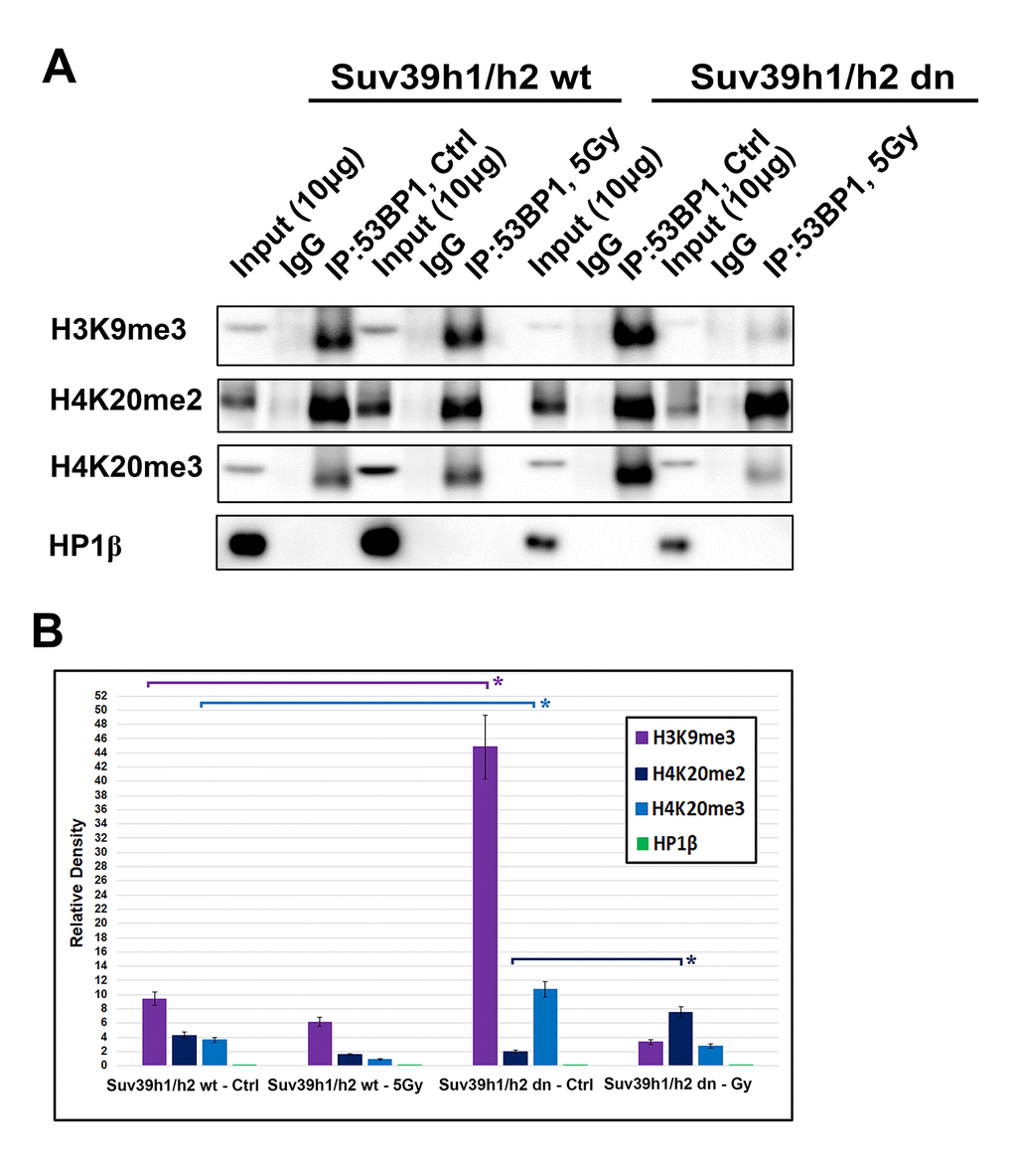 An interaction between 53BP1-H4K20me2/me3. (A) Immunoprecipitation (IP) experiments showed an interaction between H3K9me3 and 53BP1 or H4K20me2 and 53BP1 or H4K20me3 and the 53BP1 protein. HP1β protein did not interact with the 53BP1 protein. (B) Quantification of IP fragments from panel (A) studied in non-irradiated and γ-irradiated Suv39h1/h2 wt and Suv39h1/h2 dn cells. Asterisks (*) indicate statistical significance at P≤0.05.