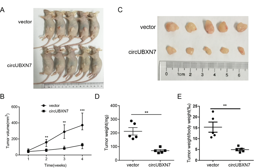 Overexpression of circUBXN7 repressed tumor growth in vivo. (A) The image of BALB/c nude mice inoculated with UM-UC-3 cells transfected with circUBXN7 or a control vector. (B) Subcutaneous tumor volume was calculated every week. (C) Image of the resected xenograft tumors. (D) Tumor weight was evaluated in circUBXN7- or control vector-treated mice. (E) The ratio of tumor weight/body weight was calculated in circUBXN7- or control vector-treated mice. **PP