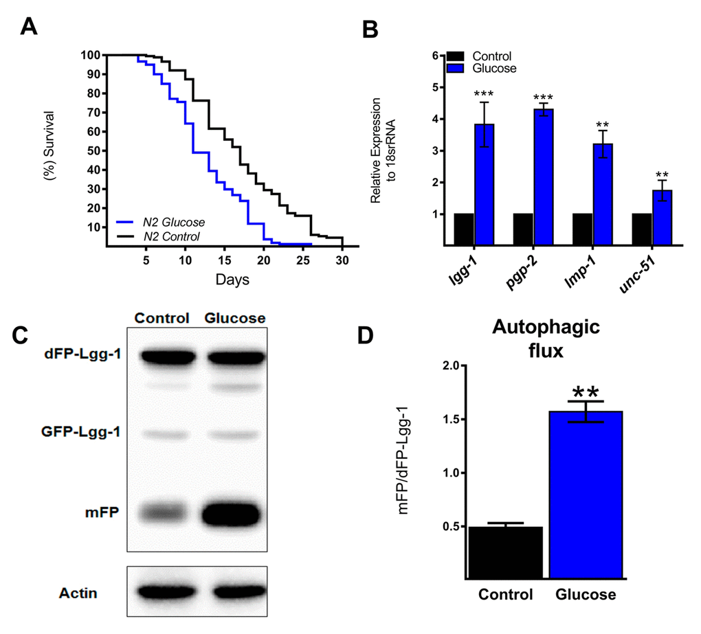 Autophagic flux and related genes increase with a high glucose diet. (A) Lifespan determined by Kaplan-Meier analysis of N2 wild type animals treated with a high glucose diet showed a decrease in lifespan compared to that of untreated animals. (B) Expression of selected autophagic and lysosomal genes measured by quantitative PCR (qPCR) that showed increased mRNA with high glucose. The relative expression of each gene was normalized to that of endogenous 18S rRNA. (C) Representative Western blot shows an increase in the band of mFP from the dimeric dFP-LGG-1 when worms were subjected to a high glucose diet. (D) The mFP/dFP-LGG-1 ratio indicates an increase in autophagic flux compared to that in normal conditions. *** p 