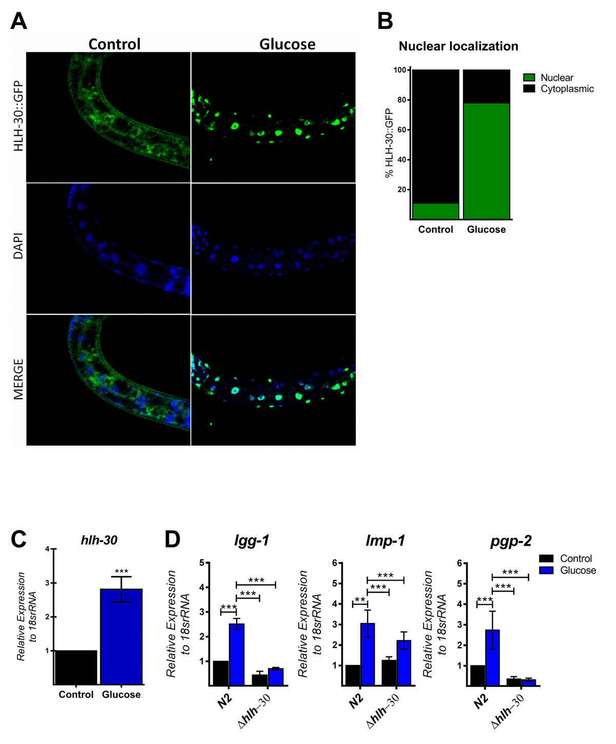 a-high-glucose-diet-induces-autophagy-in-a-hlh-30-tfeb-dependent-manner