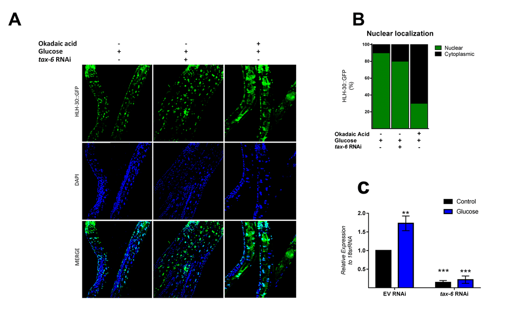 PPI and/or PP2A might regulate HLH-30 activation. (A) Confocal images of HLH-30::GFP worms treated with high glucose and TAX-6 interference by RNAi did not affect the nuclear localization of HLH-30, whereas pharmacologic addition of okadaic acid (120 nM) prevented it with a high glucose diet. Quantification is given in (B). Nuclei were labeled with DAPI (blue dots), (C) qRT-PCR analysis of tax-6 mRNA with or without high glucose after treatment with control (empty vector) or tax-6 RNAi. p-value (***p