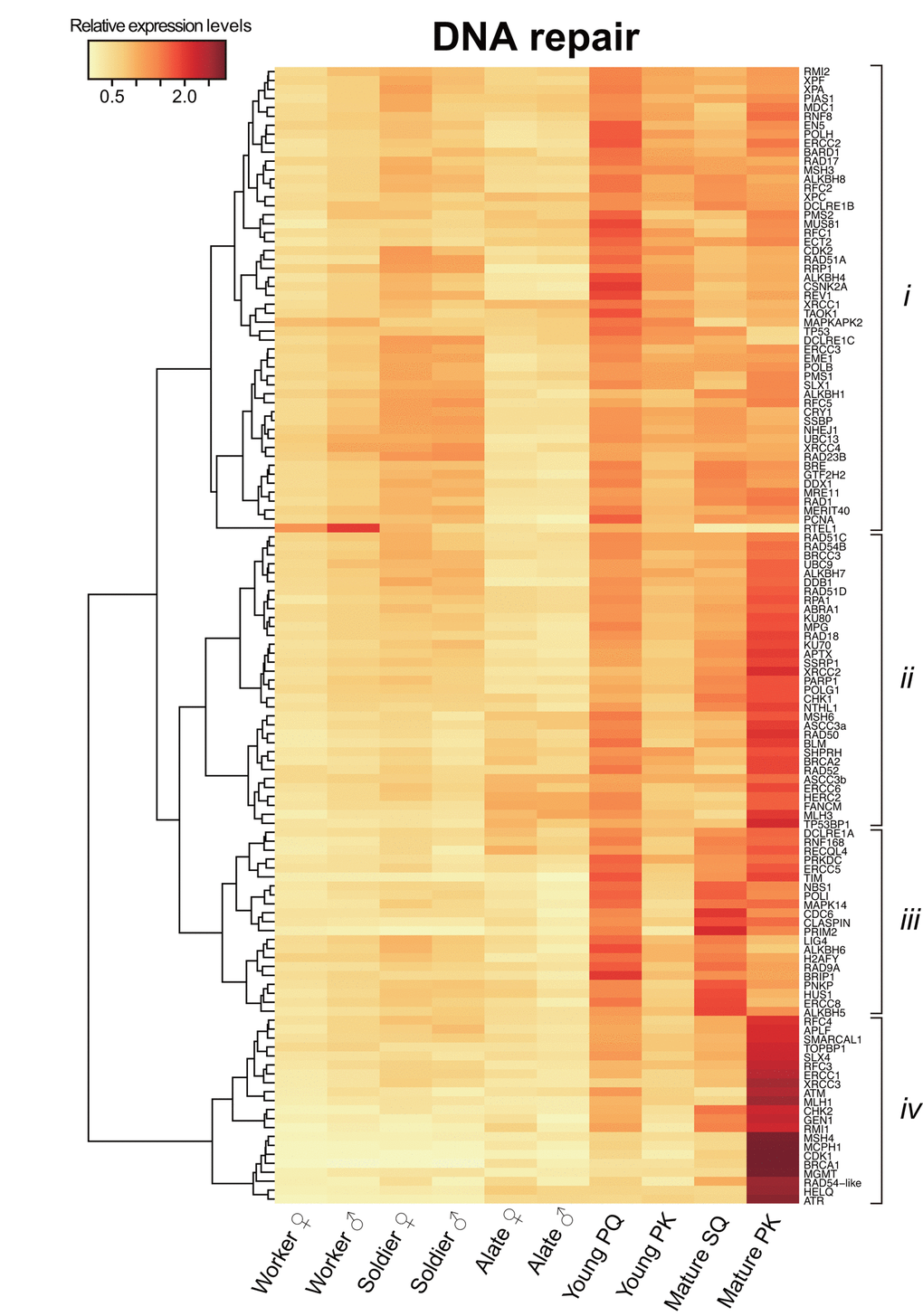 Differential transcriptome analysis of DNA repair genes among castes. The heatmap shows the differential expression of 127 DNA repair transcripts among castes in Reticulitermes speratus. Workers and soldiers are non-reproductive individuals. Alates, young primary queens (PQs) and primary kings (PKs), and mature secondary queens (SQs) and PKs are reproductives. After nuptial flight, a pair of female and male alates establishes a new colony and starts to produce offspring sexually as a PQ and PK, respectively. The relative expression level is indicated by the mean normalized count per million, ranging from white to red. The tree at the left corresponds to the hierarchical clustering of cluster-averaged expression (clusters i–iv).