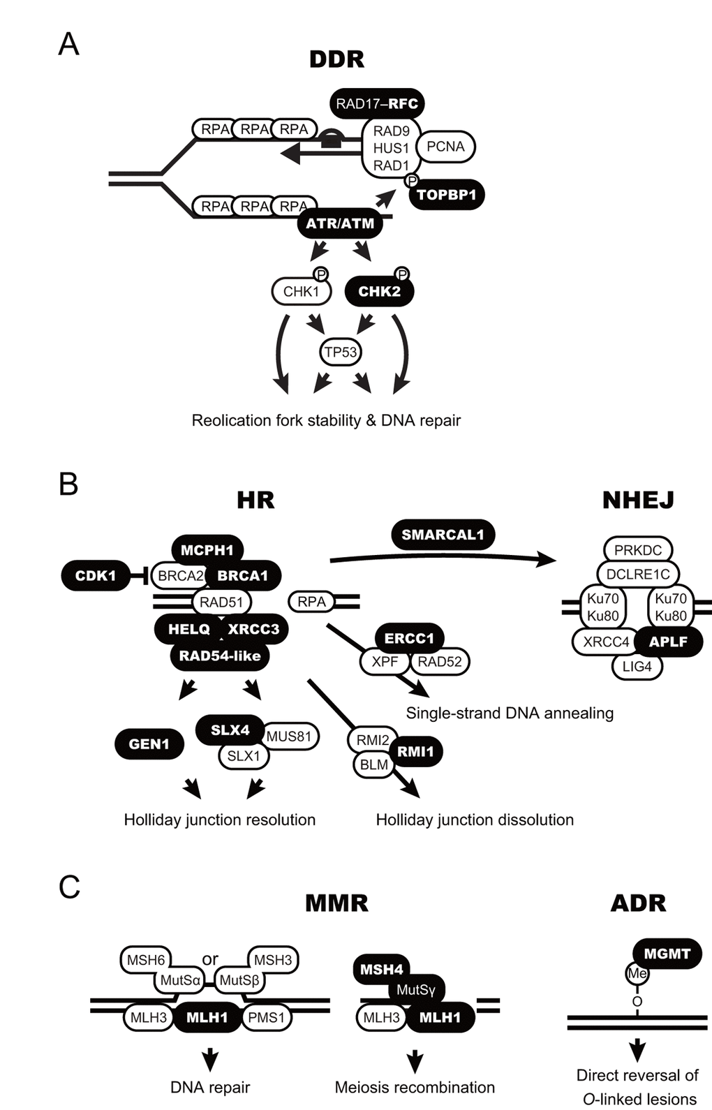 Schematic model for accelerated DNA repair pathways in termite kings. (A-C) DNA damage response (DDR; A), homologous recombination and non-homologous end-joining (HR and NHEJ, respectively; B), and mismatch repair and alkylation damage repair (MMR and ADR, respectively; C) are shown as schematic models. The proteins encoded by the king-specific genes (cluster iv in Figure 2) are highlighted in bold.