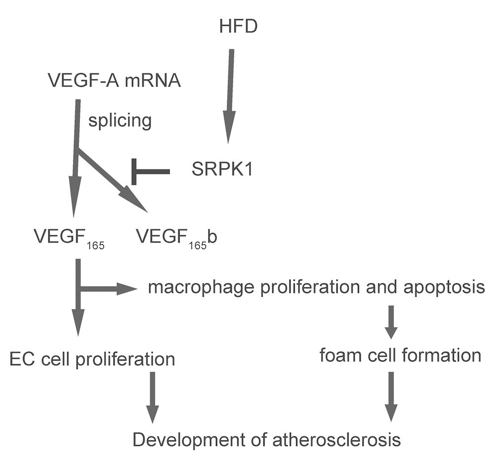 Schematic of the model. SRPK1-mediated alternative splicing of VEGF-A to pro-angiogenic VEGF165 may contribute to the development of AS, possibly through increasing AEC proliferation and macrophage apoptosis.