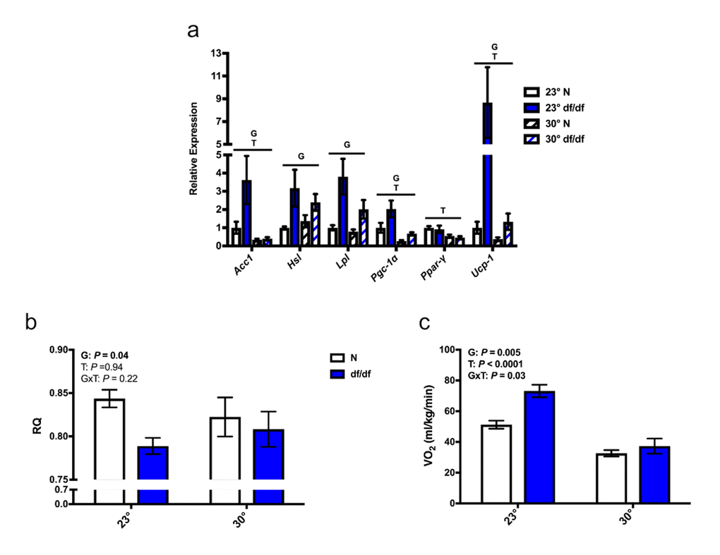 Increased eT diminished non-shivering thermogenesis and energy metabolism in dwarf mice. (a) Gene expression in brown adipose tissue, (b) respiratory quotient, and (c) rate of oxygen consumption (n = 5-8). N = normal, df/df = dwarf, RQ = respiratory quotient, VO2 = rate of oxygen consumption. The results of the Two-way ANOVA are reported as G (effect of genotype), T (effect of temperature), and GxT (interaction of genotype and temperature). Significant effects (P 