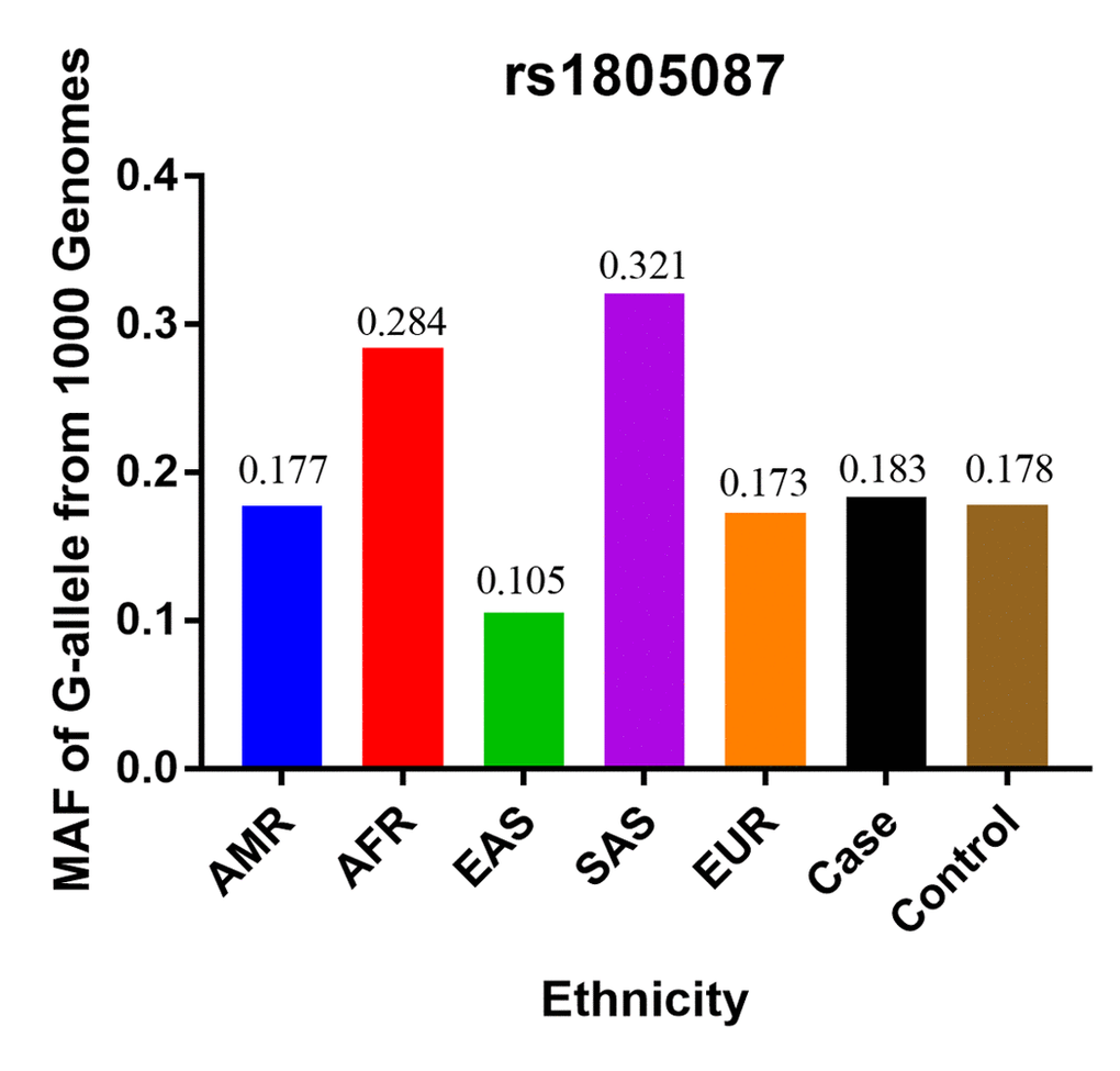 The MAF of rs1805087 according to the 1000 Genomes online database and present analysis. EAS: East Asian, EUR: European, AFR: African, AMR: American, and SAS: South Asian.