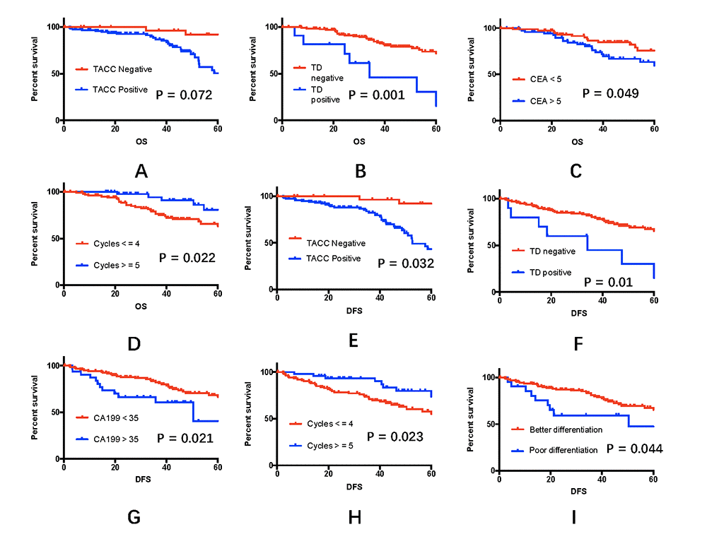Effects of clinical variables on 5-year overall and disease-free survival rates. (A-D) Five-year overall survival rates among the 152 rectal cancer patients, taking into account TACC3 expression, the presence of tumor deposits, the CEA level, and adjuvant chemotherapy cycles. (E-I) Five-year disease-free survival rates among the 152 rectal cancer patients, taking into account TACC3 expression, the presence of tumor deposits, the CA19-9 level, the number of adjuvant chemotherapy cycles, and tumor differentiation.