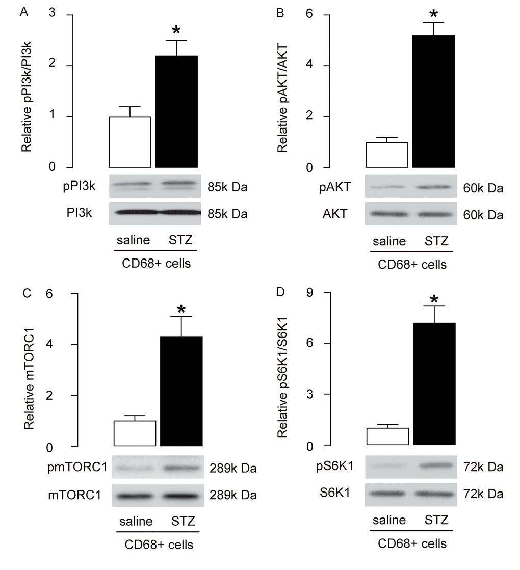 Enhanced PI3k/AKT/mTOR signalling is detected in brain macrophages from STZ-treated rats. (A-D) Western blot analysis of activation of PI3k (A), AKT (B), mTOR (C) and S6K1 (D) in brain macrophages. *p