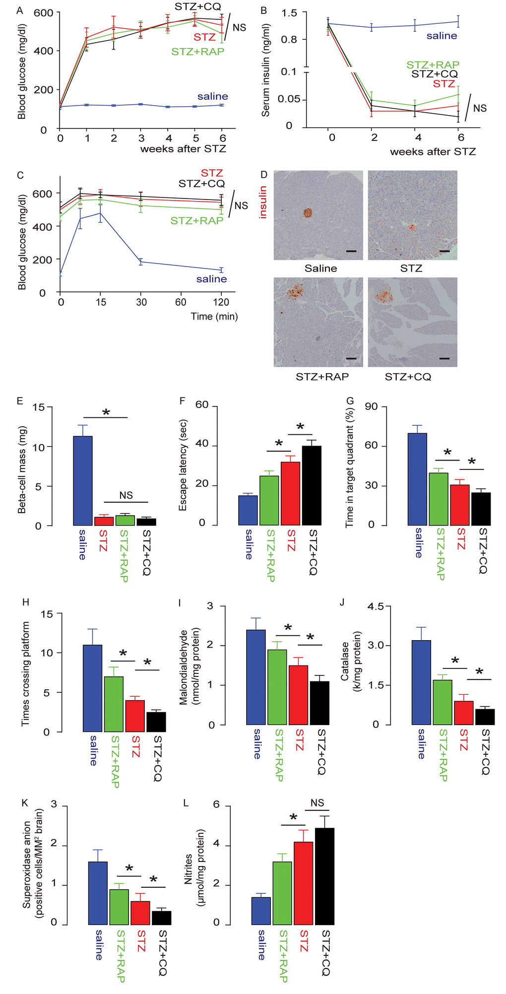 STZ-induced DE is alleviated by RAP and exacerbated by CQ. Rapamycin (RAP) or Chloroquine (CQ) were administered to STZ-treated rats. (A) Fasting glycemia in rats. (B) Serum insulin content. (C) IPGTT 6 weeks after STZ. (D) Representative immunohistochemistry for insulin in the tail pancreas of rats 6 weeks after STZ. (E) Beta-cell mass 6 weeks after STZ. (F-H) The development of DE was assessed by an MWM assay. (F) The escape latency. (G) The percentage of time spent in the target quadrant. (H) The number of times that the rats crossed the platform. (I-L) Assessment of brain degradation markers. (I) Brain Malondialdehyde. (J) Catalase. (K) Superoxidase anion-positive cells. (L) Nitrites. *p