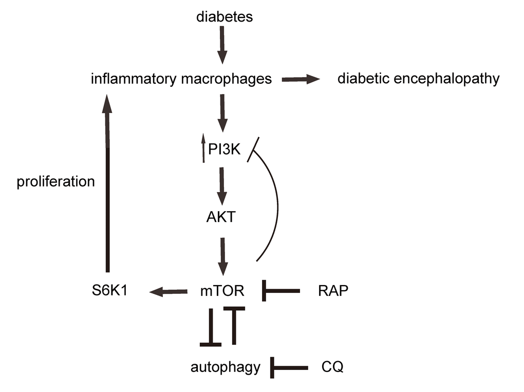 Schematic. Diabetes induces increases in brain inflammatory macrophages, through increased PI3k/AKT/mTOR/S6K1 signalling and suppression of autophagy. mTOR and autophagy inhibit each other. RAP inhibits mTOR. CQ inhibits autophagy.