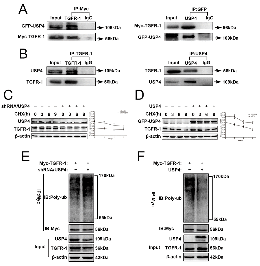 USP4 directly interacted with and deubiquitinated TGFR-1 in HCC cell. (A) USP4 interacted with TGFR-1 at exogenous levels. Immunoblotting analysis of lysates after immunoprecipitation from SK-Hep1 cells co-transfected with GFP-USP4 and Myc-TGFR-1. IgG was used as a negative control. (B) USP4 interacted with TGFR-1 at endogenous levels. Cell lysates from wild type SK-Hep1cells were immunoprecipitated with anti-USP4 or anti- TGFR-1 antibody, followed by immunoblotting with anti- TGFR-1 or anti-USP4 antibody, respectively. IgG was used as a negative control. (C) USP4 knockdown reduced the stability of TGFR-1 protein (* P D) USP4 overexpression elevated the stability of TGFR-1 protein (** P E) Effect of USP4 knockdown on the polyubiquitin levels of TGFR-1. (F) Effect of USP4 overexpression on the polyubiquitin levels of TGFR-1. SK-Hep1-TGFR-1 cells were co-infected with shRNA/USP4 or USP4. 48h later, cells were treated with proteasome inhibitor MG132 for 6 hours. Then, TGFR-1 was immunoprecipitated with anti-Myc antibody, and the polyubiquitination of TGFR-1 was detected by immunoblotting.